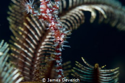 Ornate Ghost Pipe
Shot on the 2nd day of shooting with n... by James Deverich 
